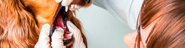 higiene-bucal-blog