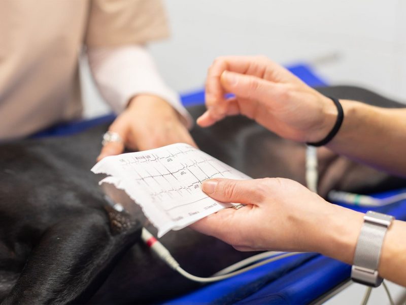 cardiologia cardiologia