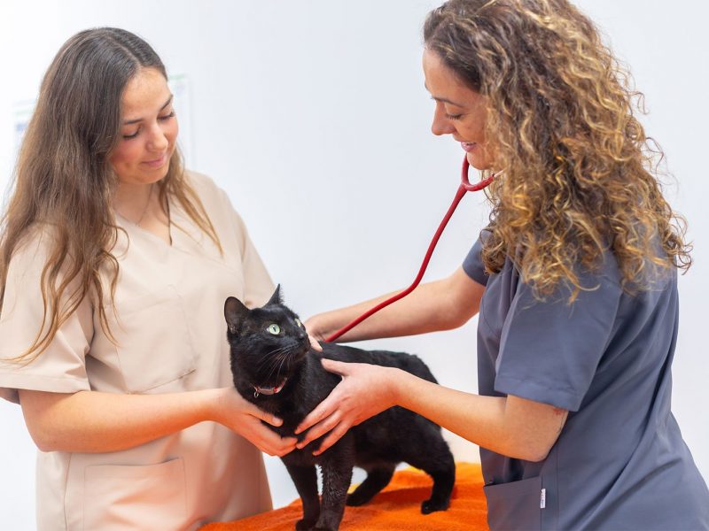medicina-felina medicina-felina