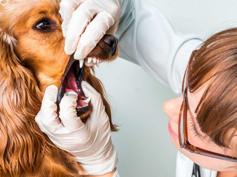 odontologia-higiene-bucal-mascotas.jpg