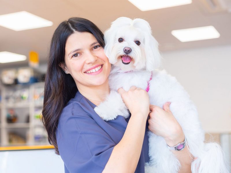 peluqueria-canina peluqueria-canina